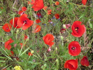 ahh poppies